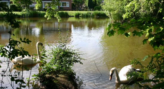 Skelton pond with swans